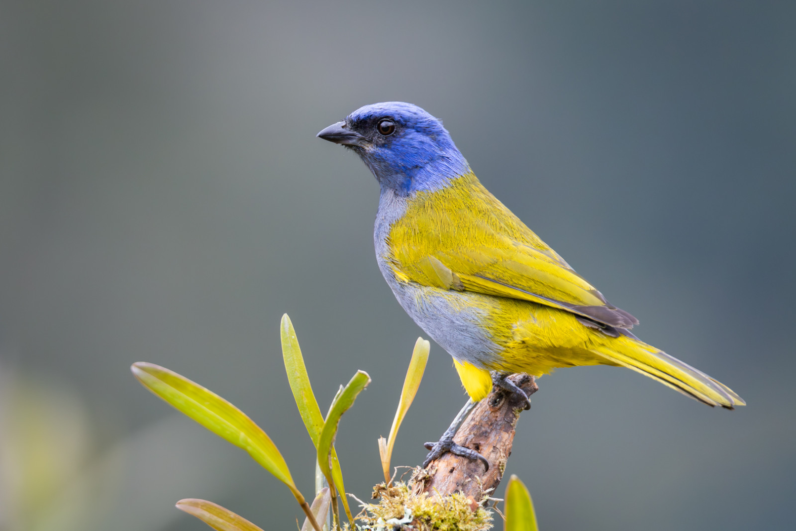 image Blue-capped Tanager